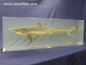 Foto Galerie/Carcharhiniformes/Galeorhinus galeus/Galeorhinus galeus_01.jpg